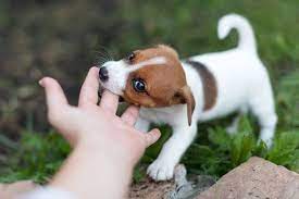 pin on hunde