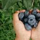 Blueberry Festival & Craft Show
