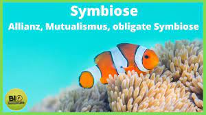 Look through examples of mutualismus translation in sentences, listen to pronunciation and learn grammar. Symbiose Symbioseformen Allianz Mutualismus Und Obligate Symbiose Youtube