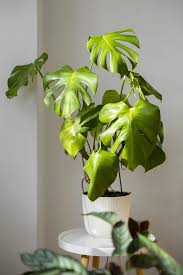 Image result for Monstera