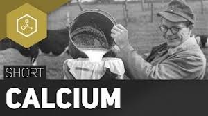Calcium Gut Fur Die Knochen Thesimpleshort Youtube