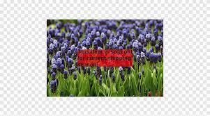 Top notes of muguet, ozone, jasmine, banana, lemon and grape. English Lavender Grape Hyacinth Bulb Plant Bulb Snowflakes Grass Png Pngegg