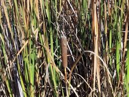 Image result for Typha capensis