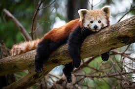 Red panda network is committed to the conservation of wild red pandas and their habitat through the education and empowerment of local communities. Book Holiday Meet The Cute Red Pandas