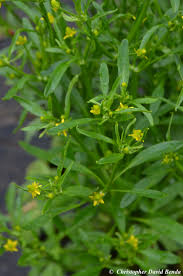 Image result for Ranunculus sceleratus