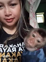 Kenali Selly, Beruk Kecil yang Unik dengan Kepribadian Lucu