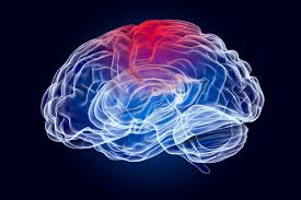 Image result for Parietal Lobe