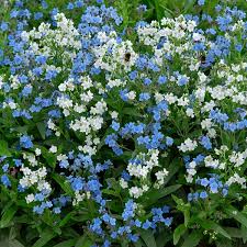 Image result for Cynoglossum lanceolatum
