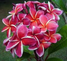 Image result for Plumeria rubra
