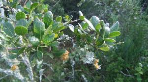 Image result for Searsia monticola