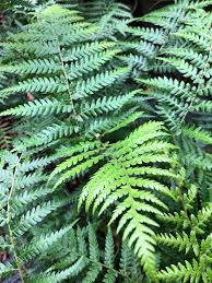 Image result for Dryopteris antarctica