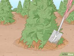 4 Ways To Start A Tree Farm - Wikihow