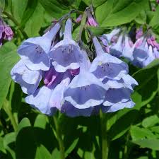 Statistics are at the end of the page. Mertensia Virginica Virginia Bluebells Bluebells Mcclure Zimmerman