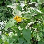 Image result for Wissadula