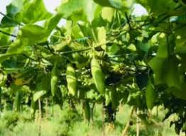 Image result for Coccinia subsessiliflora