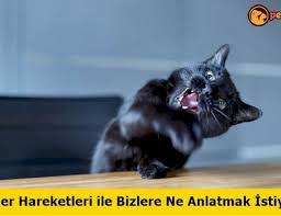 Kedilerin Beden Dili Ve Anlamlari Petipanya