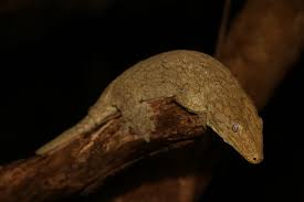 Flower wreath) is the 4th track and second vocal song in the kill la kill original soundtrack. Lechianas Gecko Northern Gecko Canada S Source Of Premium Pure Bloodline New Caledonian Geckos That Way Other Admins Know Whats Going On Agoesachirsosial