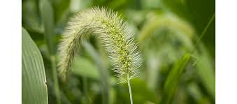 Image result for Setaria grandis