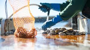 Image result for Amnesic Shellfish Poisoning