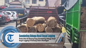 Laporan ke polisi itu, dilakukan sebagai bentuk tindakan tegas agar pelaku yang diduga menyebarkan ujaran kebencian itu, mendapat sanksi secara hukum. Video Polisi Sita 93 Batang Kayu Sonokeling Diduga Hasil Ilegal Logging Di Gunung Cidora Kuningan Tribun Jabar