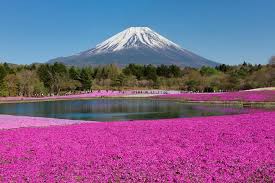 Tokyo Mt Fuji Shibazakura And Tulip Festivals Tour With Lunch 2021