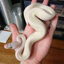 Pin By Mariamaluprado On Pets 5 Ball Python Ball Python Morphs Superfly