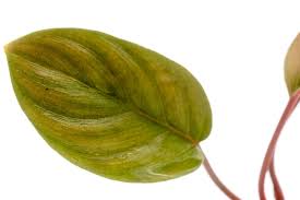 Image result for Lannea humilis