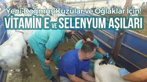 Akkoyun Karaoglak Kuzu Ve Oglaklara Gebelik Ve Dogum Sonrasi Yapilan Asilar Gaziantep Youtube