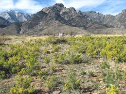 Image result for Euryops subcarnosus