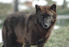 Black And Brown Wolf Black Timber Wolf Surveyors Of The Northern Region Of Afghanistan Undergoing Training Animals North American Wildlife Animals Wild