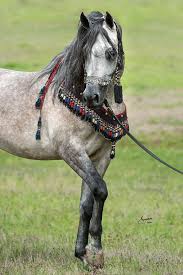 Pin On Adorable Arabian Foals