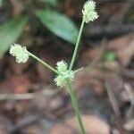 Image result for Sanicula elata
