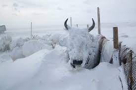 Witness an awasome cultural heritage of mongolia. Mongolia Harsh Winter Wiping Out Livestock Stoking Economic Crisis For Nomads Eurasianet