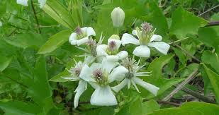 Image result for Clematis commutata