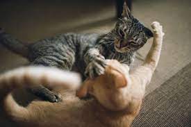 Warrior cat (ironically named gandhi) fighting a hand and purring at the same time. Reasons For Aggression Between Cats And How To Stop It