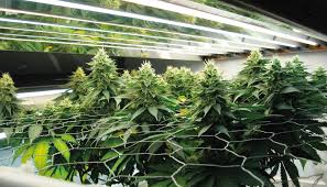 The bulb uses 40 watts and provides a light output that is close to an incandescent bulb of 150 watts. Can You Grow Cannabis With Fluorescent Lights Growdiaries