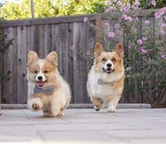 Bring home a gorgeous puppy from adopt a corgi. Corgi Breeders In California Top 7 2021 We Love Doodles