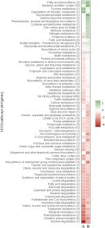 Frontiers | Negative Control of RpoS Synthesis by the sRNA ReaL in  Pseudomonas aeruginosa