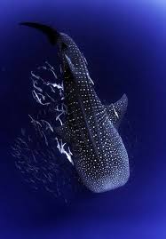 This Has To Be The Most Amazing Animal In The Whole Ocean Whale Shark Largest Fish In The World Has No Teeth And F Whale Shark Sea And Ocean Ocean Creatures