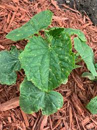Yellow Spots On Cucumber Leaves Gardening