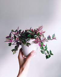 This plant will thrive in indoor containers, and because it stays small, it's especially good for terrariums. Pink Indoor Plants Popsugar Moms Plants House Plants Indoor Indoor Plants