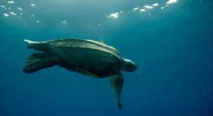 Sea turtles are generally not extremely fast swimmers. Leatherback Sea Turtle