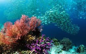 Arus ini sangat besar sehingga mencapai sekitar 15 sverdup. Geografi Kelas 11 Apa Saja Potensi Sumber Daya Laut Indonesia