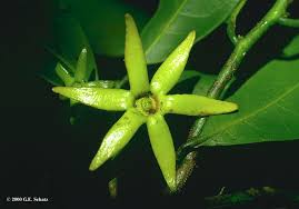 Image result for isolona