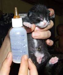 kedi biberonu hayvanlar