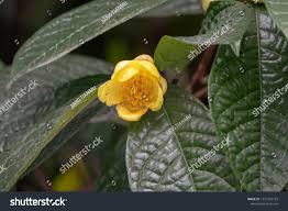 Image result for Sida chrysantha