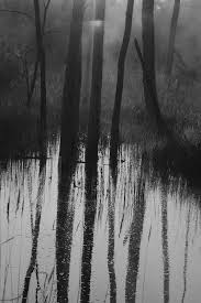 Black And White Woods Picture Witch In The Woods Black And White Photographs Photo Art Landscaping Near Me