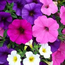 See tweets about #ensz on twitter. Karla Ensz Karlajean67 Profile Pinterest