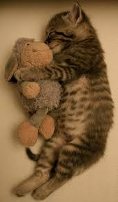 Tiger katze kaufen herunterladen tiger katze kaufen schreib weiter bilder tiger katze kaufen. Tiere Und Pluschtiere Tiger Katze Schaffchen Nici Witzige Tiere Niedliche Tiere Susse Katzen Bilder