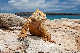 Slide 47 Of 71 Galapagos Land Iguana Conolophus Subcristatus Isla Plaza Galapagos Islands Ecuador Galapagos Galapagos Islands National Geographic Kids